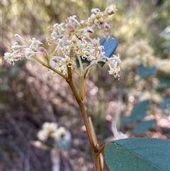 Pomaderris graniticola at Girraween, QLD - 8 Sep 2024 by Tapirlord