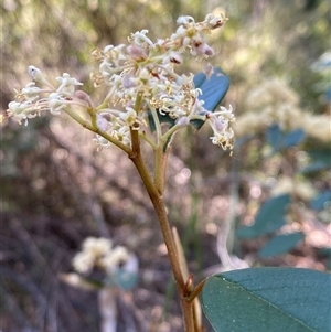 Pomaderris graniticola at Girraween, QLD by Tapirlord