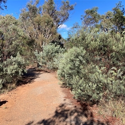 Acacia boormanii (Snowy River Wattle) at Kenny, ACT - 17 Jan 2025 by waltraud