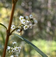 Logania albiflora (Narrow leaf Logania) at Girraween, QLD - 8 Sep 2024 by Tapirlord