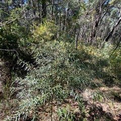 Logania albiflora at Girraween, QLD - 8 Sep 2024 01:23 PM