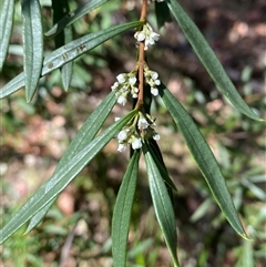 Logania albiflora at Girraween, QLD - 8 Sep 2024 01:23 PM