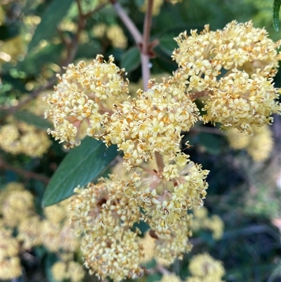 Pomaderris graniticola at Girraween, QLD - 8 Sep 2024 by Tapirlord