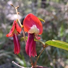 Kennedia rubicunda (Dusky Coral Pea) at Girraween, QLD - 8 Sep 2024 by Tapirlord