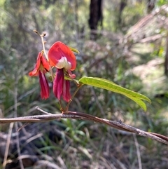Kennedia rubicunda at Girraween, QLD - 8 Sep 2024 01:20 PM