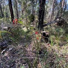 Kennedia rubicunda at Girraween, QLD - 8 Sep 2024 01:20 PM