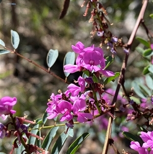 Indigofera australis subsp. australis (Australian Indigo) at Girraween, QLD by Tapirlord