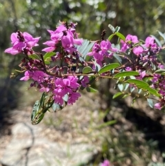 Indigofera australis subsp. australis at Girraween, QLD - 8 Sep 2024 01:19 PM