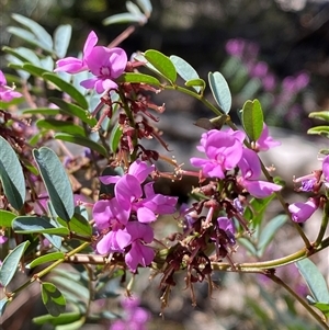 Indigofera australis subsp. australis at Girraween, QLD - 8 Sep 2024 01:19 PM