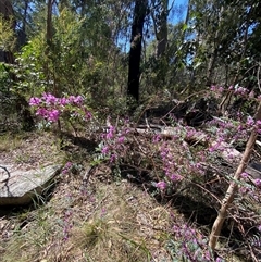 Indigofera australis subsp. australis at Girraween, QLD - 8 Sep 2024 01:19 PM