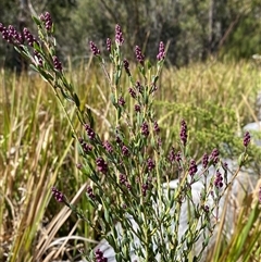 Comesperma ericinum (Heath Milkwort) at Girraween, QLD - 8 Sep 2024 by Tapirlord