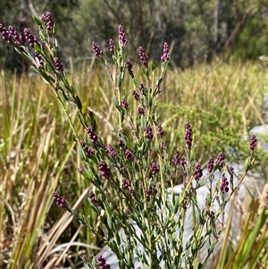 Comesperma ericinum (Heath Milkwort) at Girraween, QLD by Tapirlord