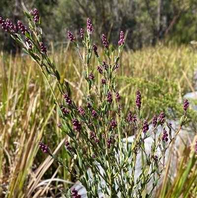 Comesperma ericinum (Heath Milkwort) at Girraween, QLD - 8 Sep 2024 by Tapirlord