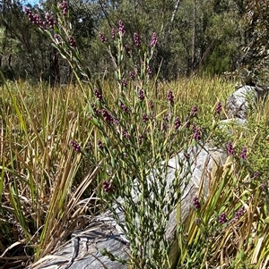 Comesperma ericinum at Girraween, QLD - 8 Sep 2024 01:18 PM