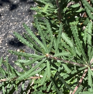 Banksia neoanglica at Girraween, QLD - 8 Sep 2024 01:15 PM