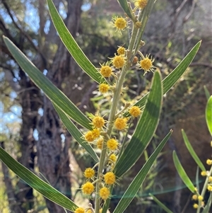 Acacia venulosa at Girraween, QLD - 8 Sep 2024 01:14 PM