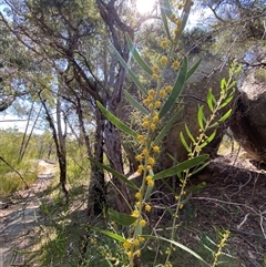 Acacia venulosa at Girraween, QLD - 8 Sep 2024 01:14 PM