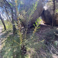 Acacia venulosa at Girraween, QLD - 8 Sep 2024 01:14 PM