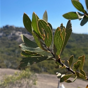 Hakea laevipes subsp. graniticola at Girraween, QLD - 8 Sep 2024 01:07 PM