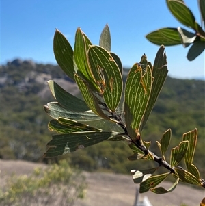 Hakea laevipes subsp. graniticola at Girraween, QLD by Tapirlord