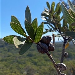 Hakea laevipes subsp. graniticola at Girraween, QLD - 8 Sep 2024 01:07 PM