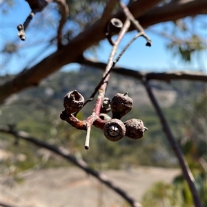 Eucalyptus prava at Girraween, QLD - 8 Sep 2024 01:05 PM