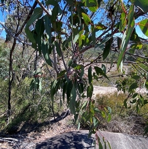 Eucalyptus prava at Girraween, QLD - 8 Sep 2024 01:05 PM