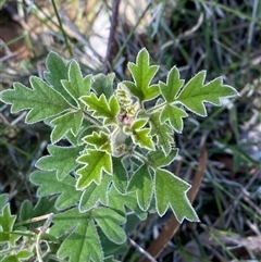 Xanthosia pilosa (Woolly Xanthosia) at Girraween, QLD - 8 Sep 2024 by Tapirlord