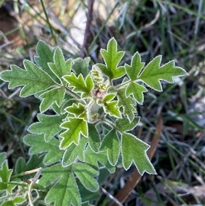 Xanthosia pilosa (Woolly Xanthosia) at Girraween, QLD by Tapirlord