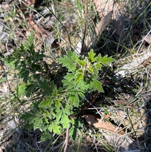 Xanthosia pilosa at Girraween, QLD - 8 Sep 2024 01:04 PM