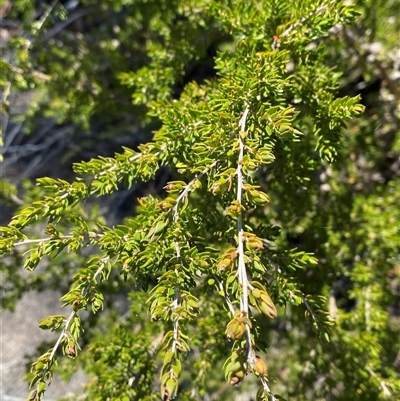 Leptospermum novae-angliae at Girraween, QLD - 8 Sep 2024 by Tapirlord