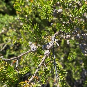 Leptospermum novae-angliae at Girraween, QLD - 8 Sep 2024 01:03 PM