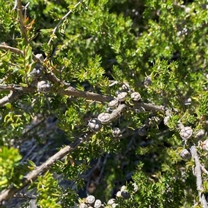 Leptospermum novae-angliae at Girraween, QLD - 8 Sep 2024 01:03 PM