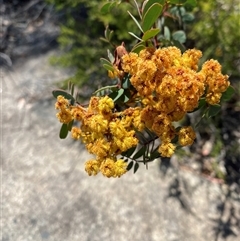 Acacia latisepala at Girraween, QLD - 8 Sep 2024 01:03 PM