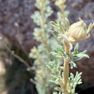 Actinotus helianthi at Girraween, QLD - suppressed