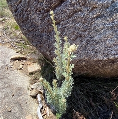 Actinotus helianthi at Girraween, QLD - suppressed