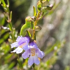 Prostanthera saxicola var. major at Girraween, QLD - 8 Sep 2024 by Tapirlord