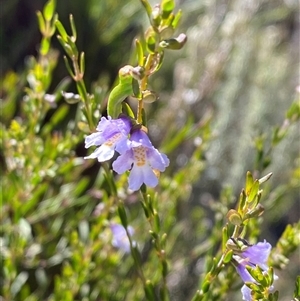 Prostanthera saxicola var. major at Girraween, QLD - 8 Sep 2024 01:02 PM