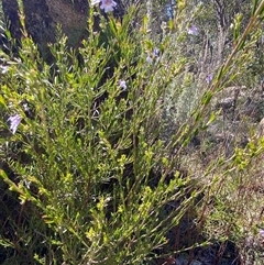 Prostanthera saxicola var. major at Girraween, QLD - 8 Sep 2024 01:02 PM