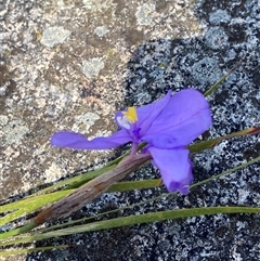 Patersonia glabrata (Native Iris) at Girraween, QLD - 8 Sep 2024 by Tapirlord