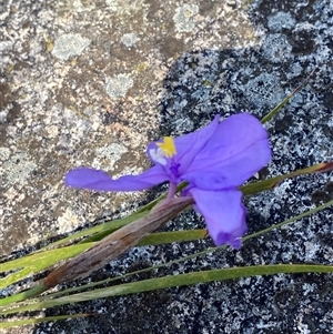 Patersonia glabrata at Girraween, QLD - 8 Sep 2024 12:56 PM