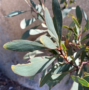 Acacia obtusifolia (Blunt-leaf Wattle) at Girraween, QLD by Tapirlord