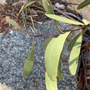 Acacia obtusifolia at Girraween, QLD - 8 Sep 2024 12:56 PM