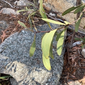 Acacia obtusifolia at Girraween, QLD - 8 Sep 2024 12:56 PM