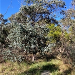 Acacia baileyana (Cootamundra Wattle, Golden Mimosa) at Kenny, ACT - 17 Jan 2025 by waltraud