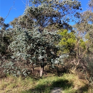 Acacia baileyana at Kenny, ACT - 17 Jan 2025 08:40 AM