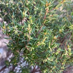 Monotoca scoparia (Broom Heath) at Girraween, QLD - 8 Sep 2024 by Tapirlord