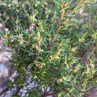 Monotoca scoparia (Broom Heath) at Girraween, QLD - 8 Sep 2024 by Tapirlord