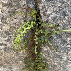 Asplenium flabellifolium (Necklace Fern) at Girraween, QLD - 8 Sep 2024 by Tapirlord