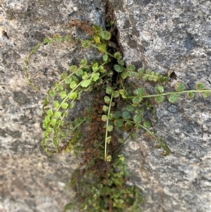 Asplenium flabellifolium (Necklace Fern) at Girraween, QLD by Tapirlord